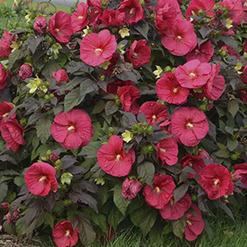 Un arbusto híbrido H. moscheutos 'Mars Madness' que crece en el jardín con flores de color rojo oscuro y follaje oscuro.
