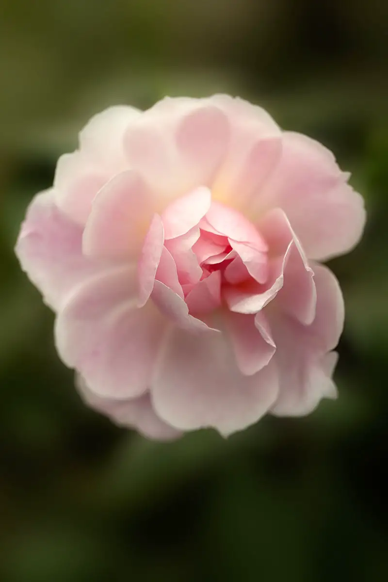 Una imagen vertical de una sola flor rosa representada en un fondo de enfoque suave.