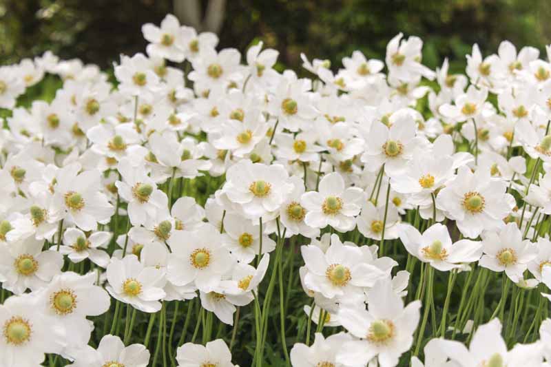 Una imagen horizontal de primer plano de flores blancas en una plantación masiva que crece en el jardín y se desvanece en un enfoque suave en el fondo.