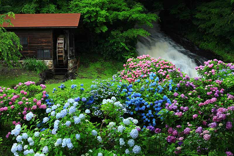 Una imagen horizontal de un jardín junto a un río turbulento con montones de flores de colores y una timonera al fondo.