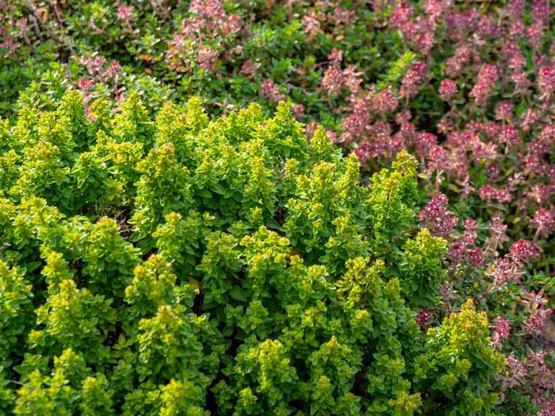 Una imagen horizontal de primer plano de un arbusto Thymus vulgaris maduro que crece en una plantación de borde mixto.
