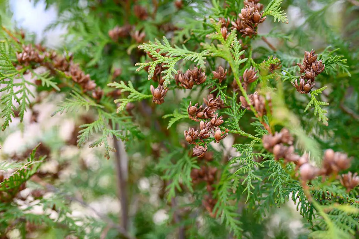 Una imagen horizontal de cerca de conos maduros en un árbol arborvitae (Thuja).