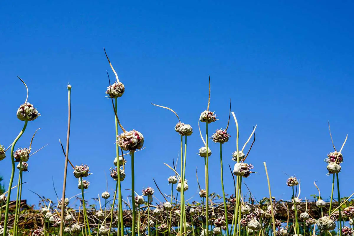 Una imagen horizontal de flores largas y maduras de ajo de cuello duro con bulbillos en desarrollo en la parte superior.