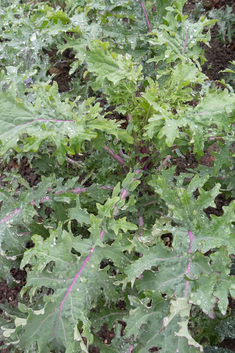 Una imagen vertical de arriba hacia abajo de la variedad 'Red Russian' de Brassica oleracea que crece en el jardín, con hojas verdes con volantes y tallos y venas púrpuras.
