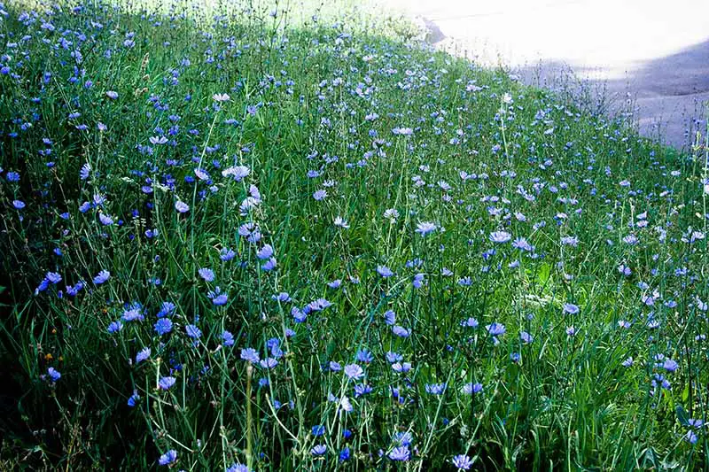 Un prado en la ladera lleno de flores de color azul claro de Cichorium intybus que crecen silvestres.