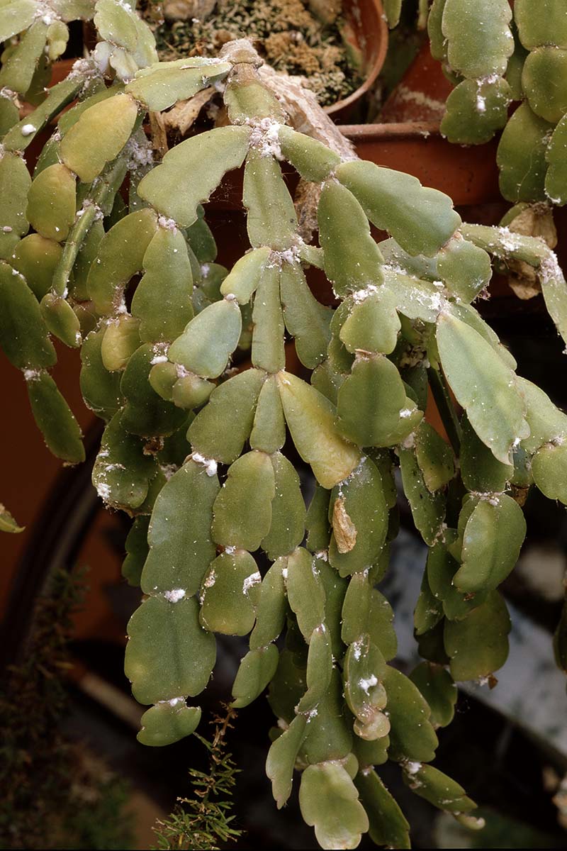Una imagen vertical de cerca de una infestación de cochinillas en cactus de Navidad.