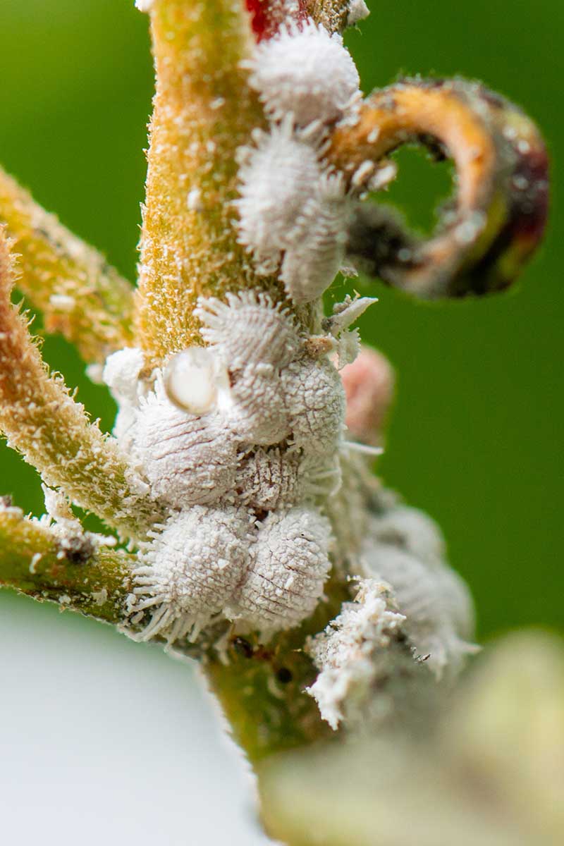 Una imagen vertical de primer plano de cochinillas que infestan una planta.