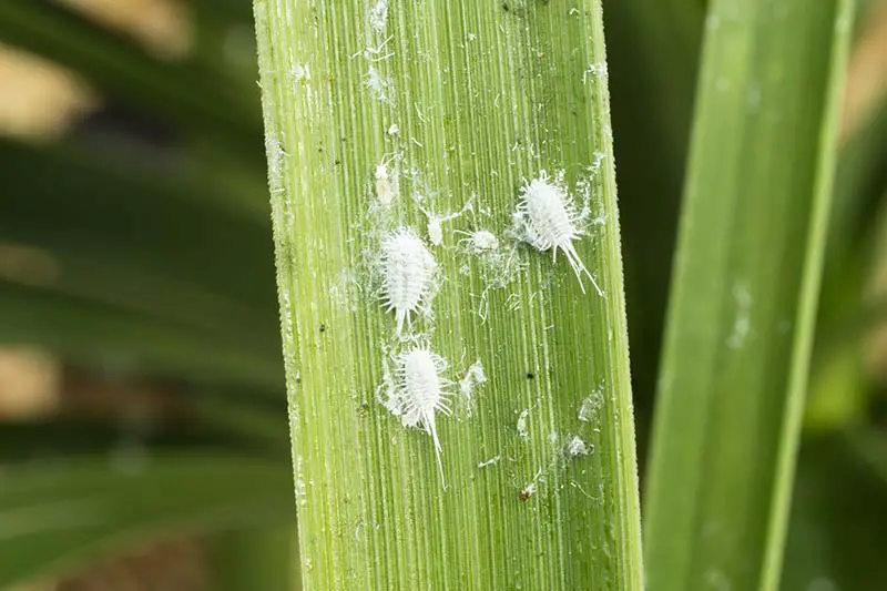 Una imagen horizontal de primer plano de cochinillas que infestan una hoja de palma.