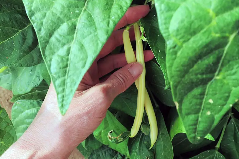 Una imagen horizontal de primer plano de una mano desde la izquierda del marco que compara la longitud de los frijoles en una planta para determinar si están listos para la cosecha.
