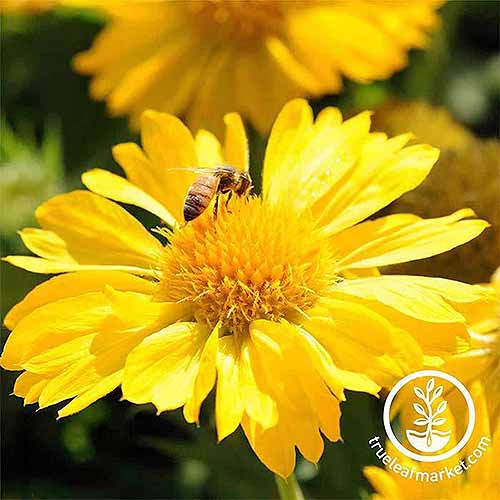 Una abeja está polinizando una flor de manta 'Mesa Yellow', bajo un sol brillante.