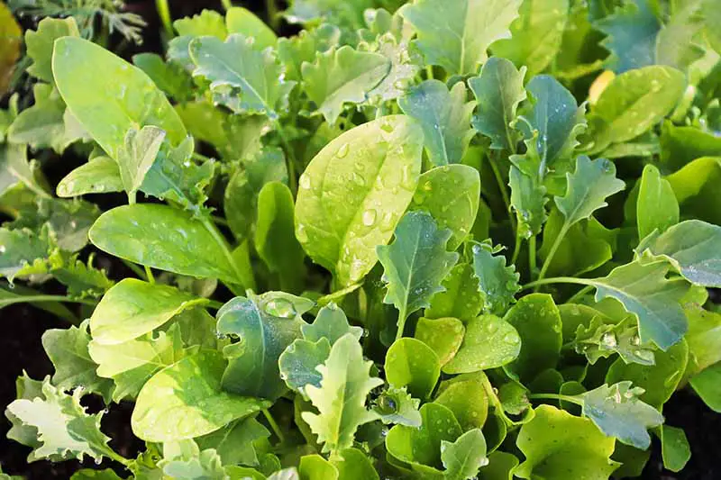 Una imagen horizontal de primer plano de los verdes mesclun que crecen en el jardín con gotas de agua en las hojas.