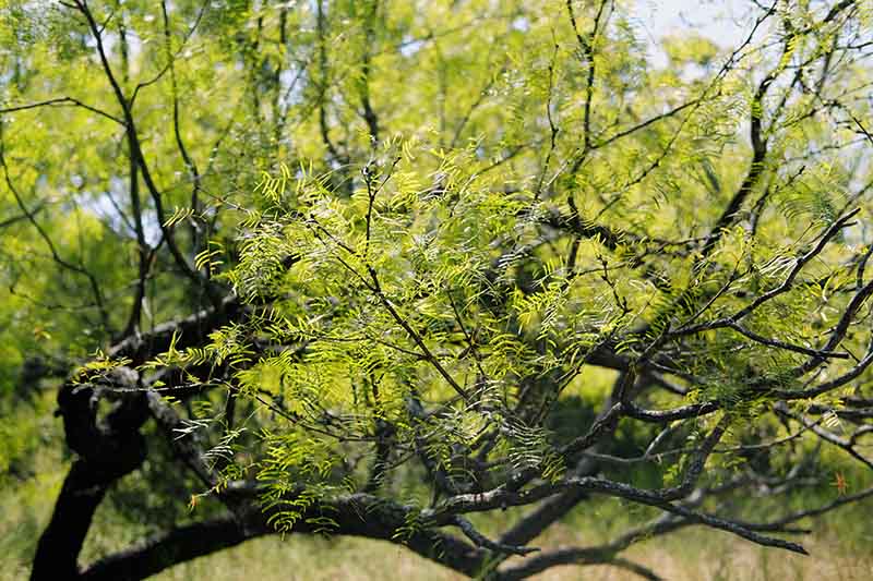 Un primer plano del follaje del árbol de mezquite representado bajo un sol brillante.