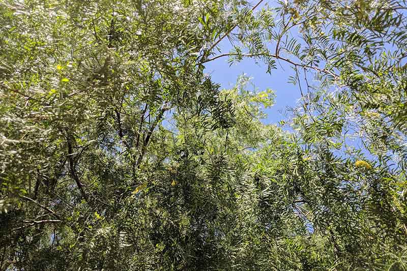 Una vista del dosel de un árbol de mezquite con el cielo azul de fondo.