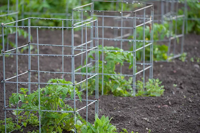 Un primer plano de pequeñas jaulas de metal utilizadas en el jardín para apoyar las plántulas.
