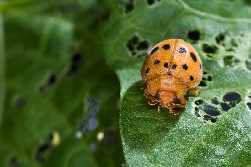 Una imagen horizontal de primer plano de un escarabajo de frijol mexicano que desperdicia el follaje de una planta de Phaseolus.