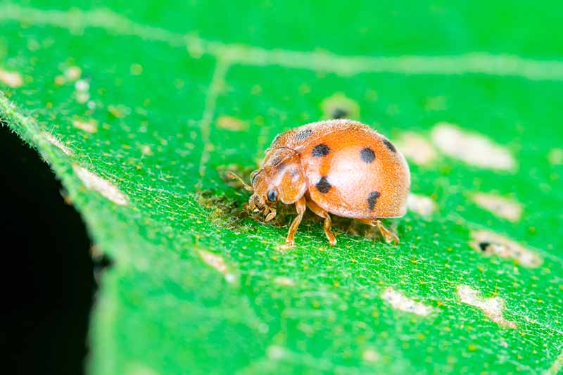 Una imagen horizontal de cerca de un escarabajo en una hoja verde.
