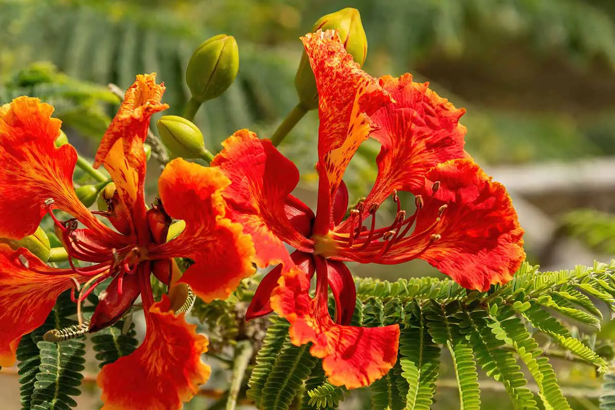 Una imagen horizontal de primer plano de las espectaculares flores rojas y naranjas de la flor de pavo real (Caesalpinia pulcherrima) representada en un fondo de enfoque suave.