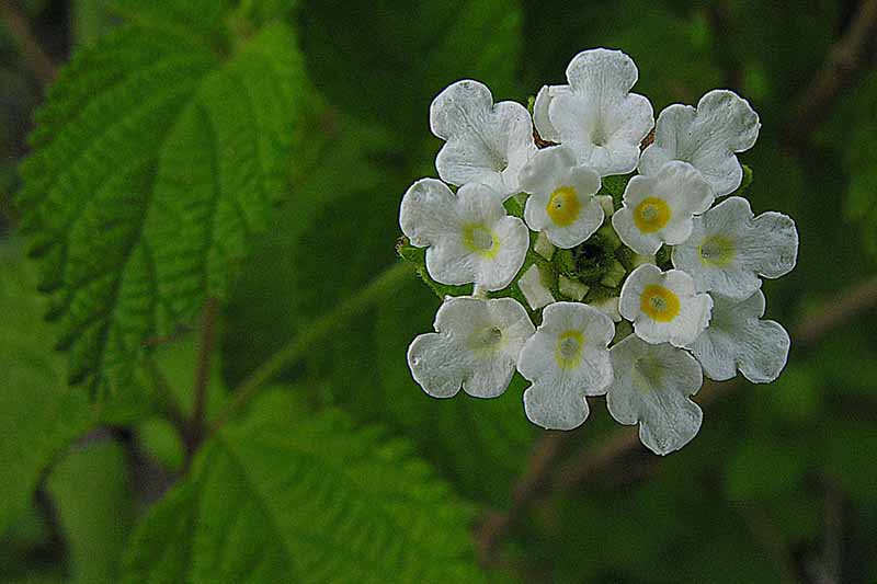 Un primer plano de las diminutas flores blancas de Lippia graveolens con follaje en un enfoque suave en el fondo.