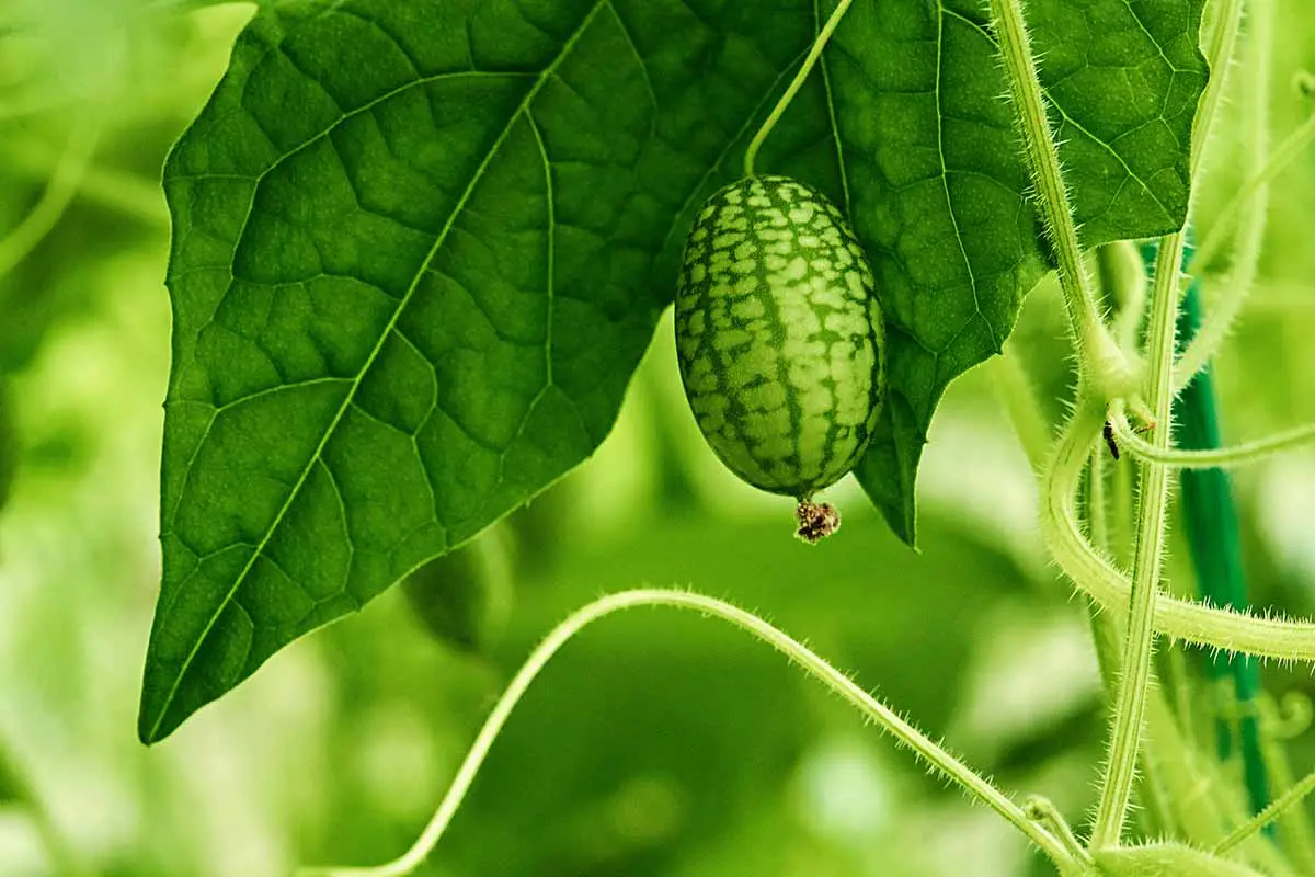 Una imagen horizontal de primer plano de un cucamelon (pepinillo agrio mexicano) que crece en el jardín.