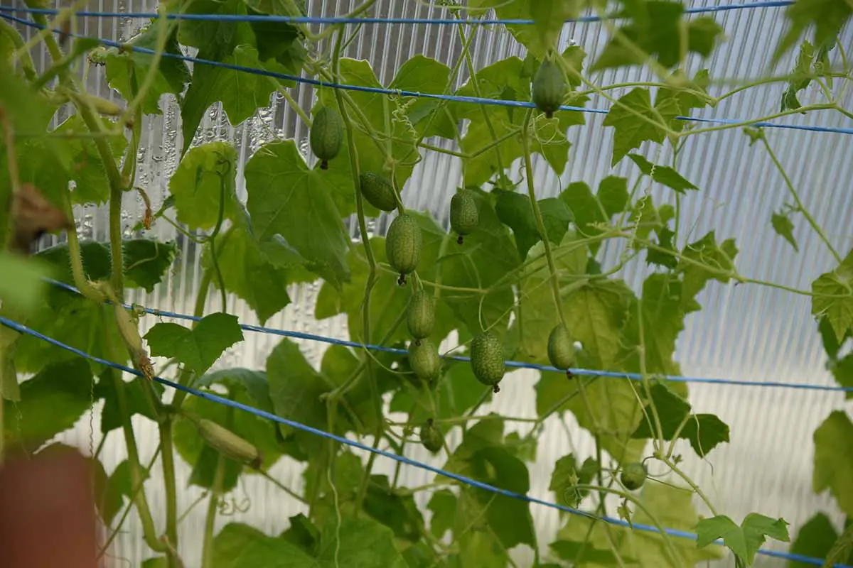 Una imagen horizontal de primer plano de cucamelones que crecen en un invernadero sostenido por un enrejado de alambre.