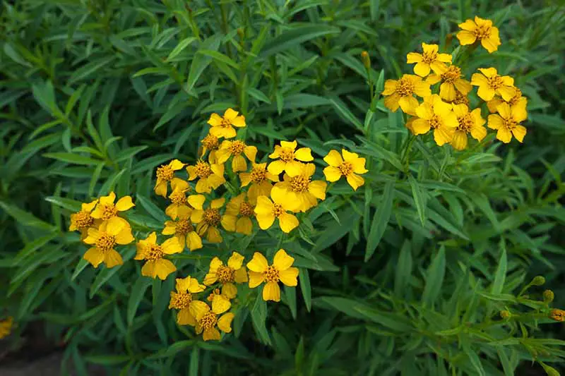 Una imagen horizontal de cerca del estragón mexicano, con bonitas flores amarillas, creciendo en el jardín.