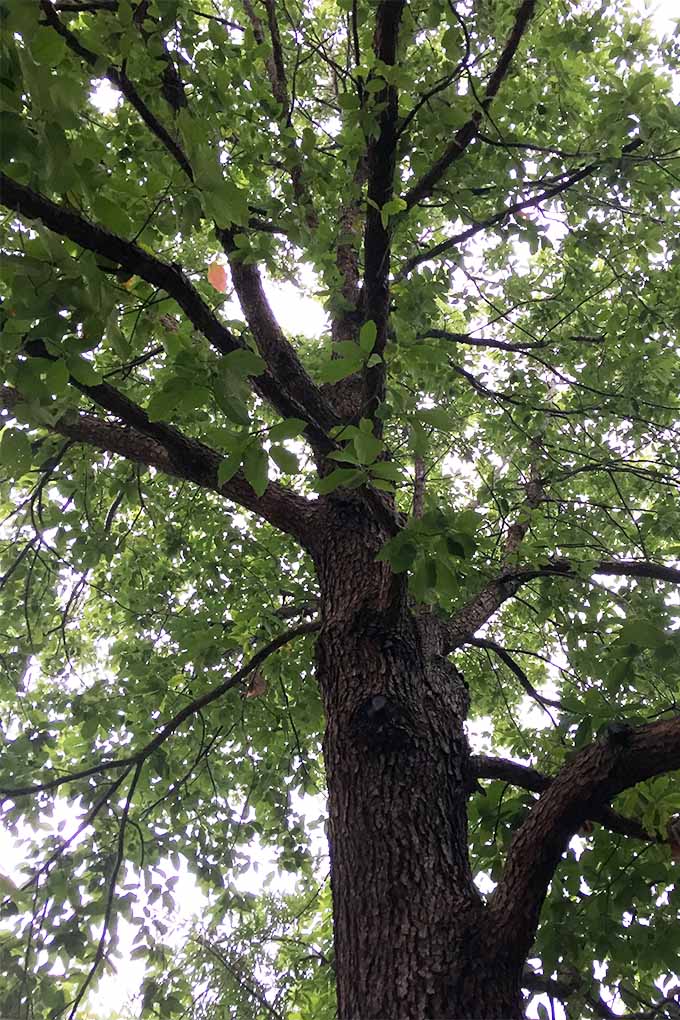 Si le gustan los árboles altos y de rápido crecimiento, plante Mexican White Oak |  