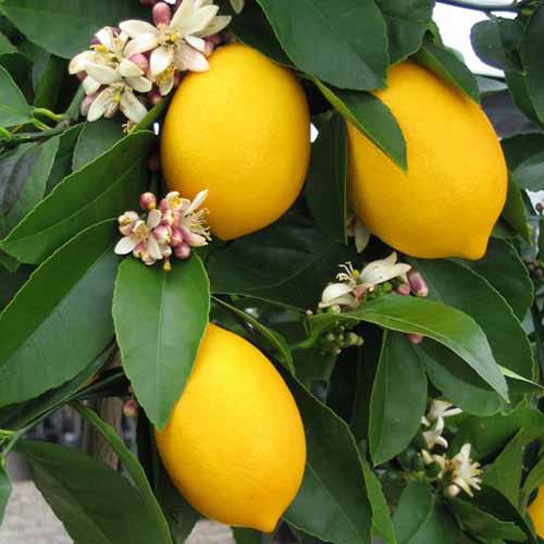 Un primer plano de limones 'Meyer' maduros en el árbol, con flores y follaje rodeándolos.
