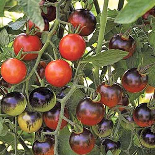 Un primer plano del cultivar de tomate 'Midnight Snack'.  Las vides tienen frutos de color rojo y oscuro sobre un fondo de follaje y tallos.
