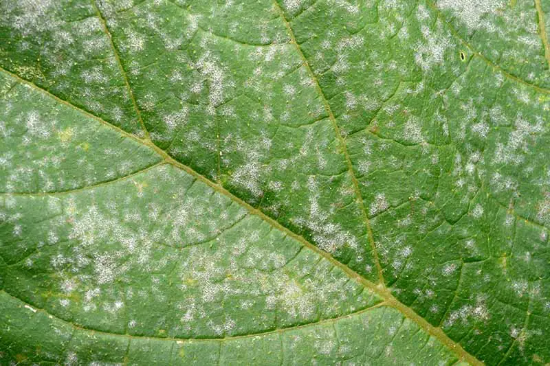 Una imagen horizontal de cerca de una hoja verde cubierta con esporas de hongos que son el resultado de una infección, lo que hace que aparezcan manchas blancas.