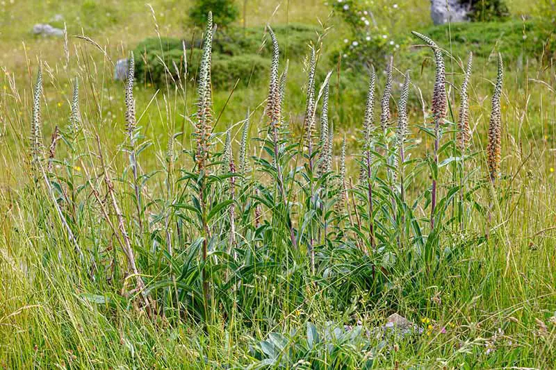 Una imagen horizontal de cerca de Digitalis parviflora que crece silvestre en un prado herboso.