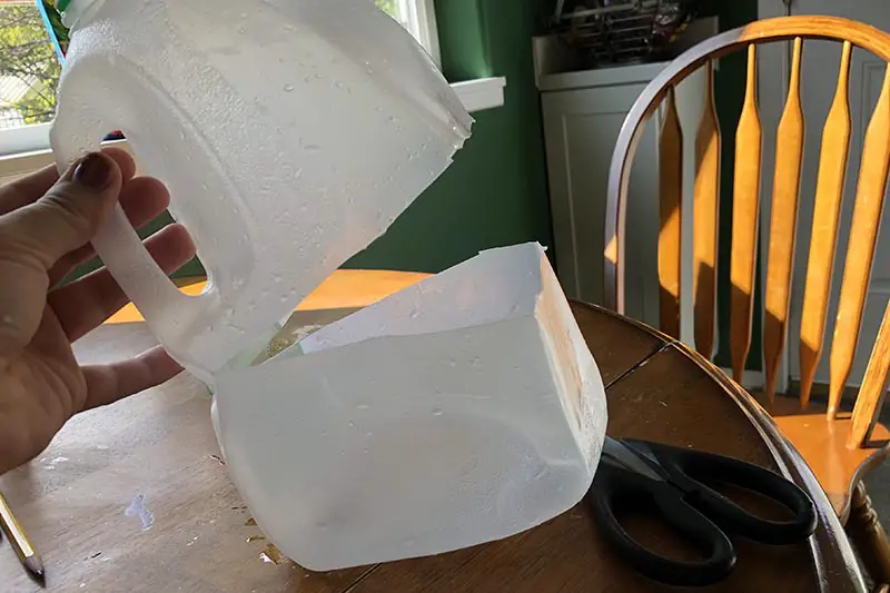 Una imagen horizontal de primer plano de una jarra de leche cortada para crear un mini invernadero para el arranque de semillas.