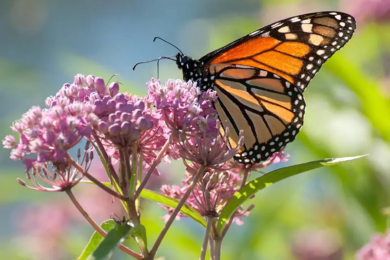 Un primer plano de una mariposa monarca alimentándose de una flor de algodoncillo en un fondo de enfoque suave.