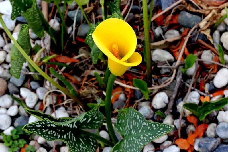 Una imagen horizontal de primer plano de una flor amarilla Zantedeschia 'Millennium Gold' que crece en un lugar rocoso en el jardín.