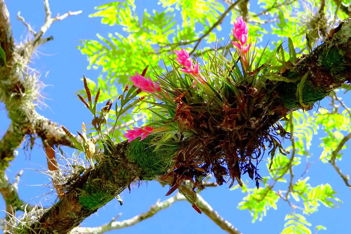 Una imagen horizontal de cerca de plantas de aire en plena floración creciendo en la rama de un árbol.