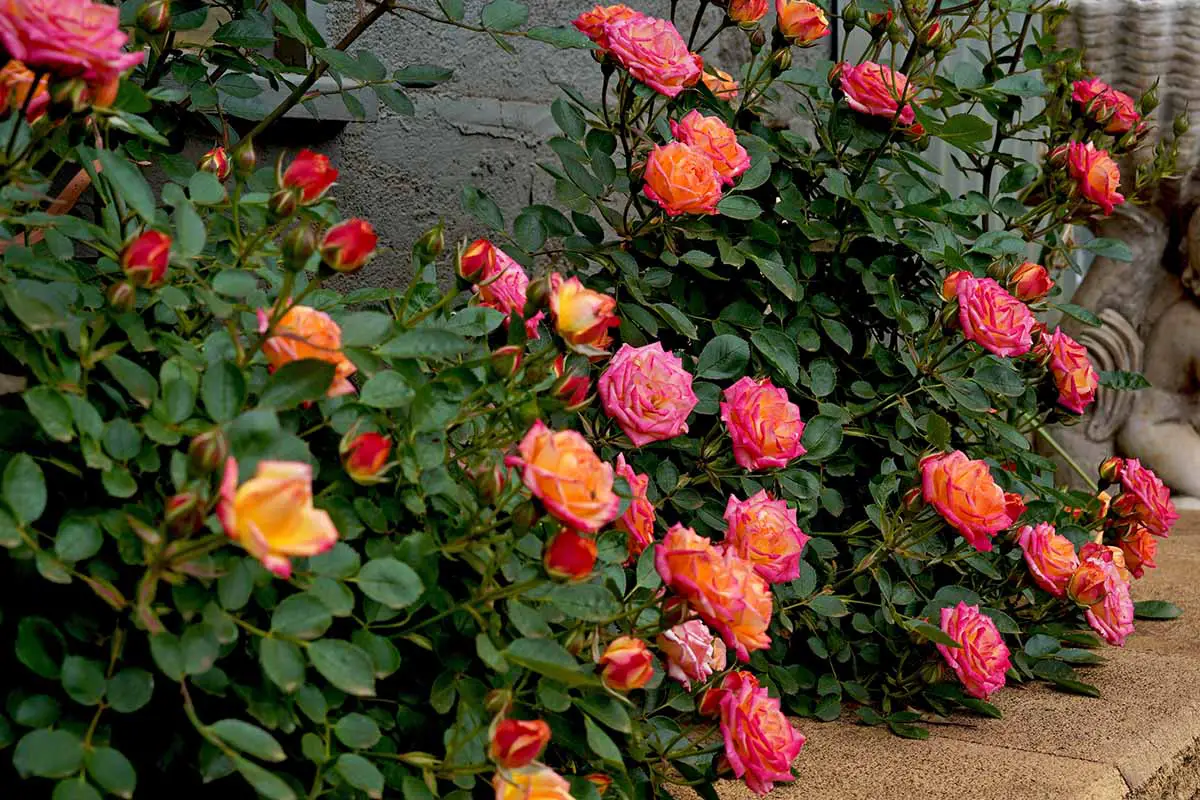 Una imagen horizontal de primer plano de una fila de rosas en miniatura que crecen en un jardín de patio con una cerca gris en el fondo.
