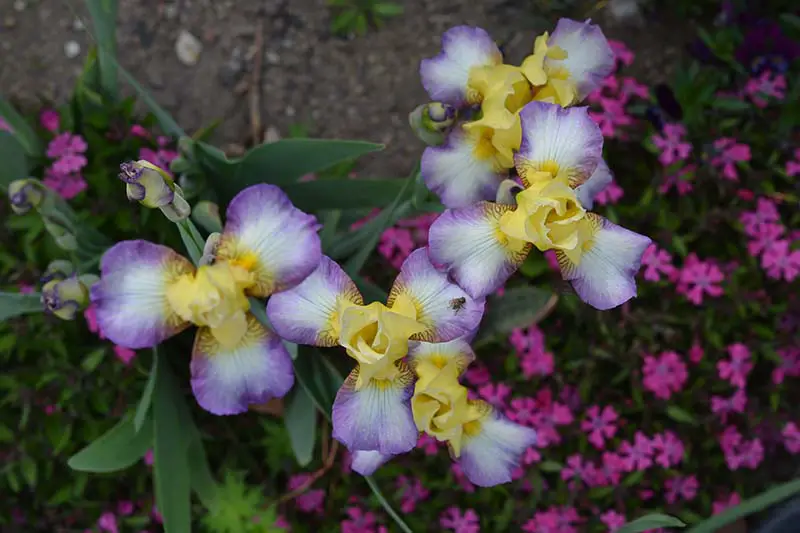 Una imagen horizontal de primer plano de delicadas flores de iris tricolores blancas, moradas y amarillas del grupo miniatura Tall Bearded que crece en el jardín.