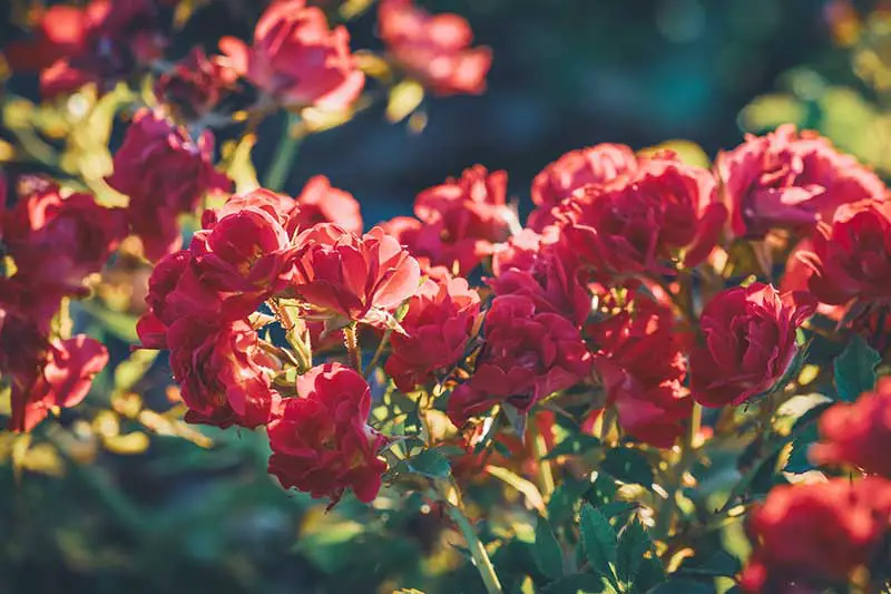 Una imagen horizontal de primer plano de flores de miniflora de color rojo brillante que crecen en el jardín fotografiadas con luz solar filtrada sobre un fondo de enfoque suave.