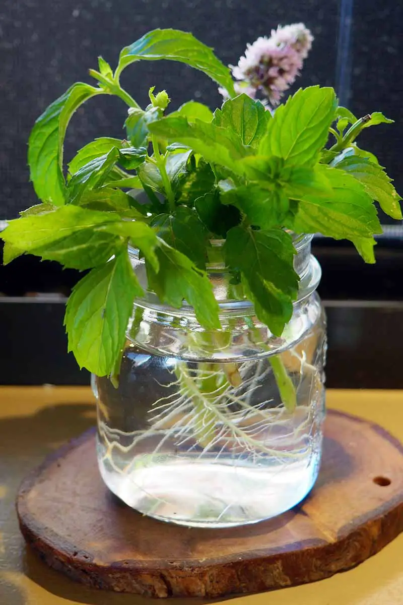 Una imagen vertical de primer plano de menta que crece hidropónicamente en un vaso de agua en el interior, sobre una superficie de madera.