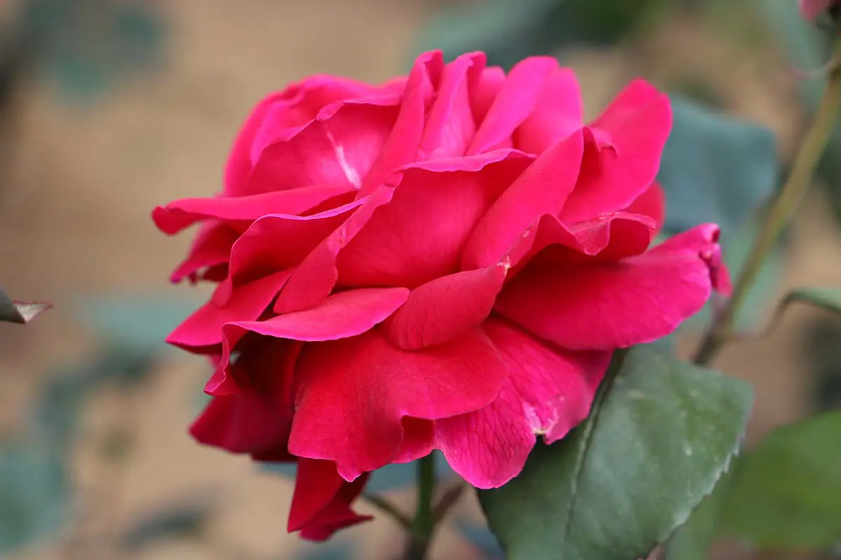 Una imagen horizontal de primer plano de una vista lateral de una flor Rosa 'Mister Lincoln' representada en un fondo de enfoque suave.