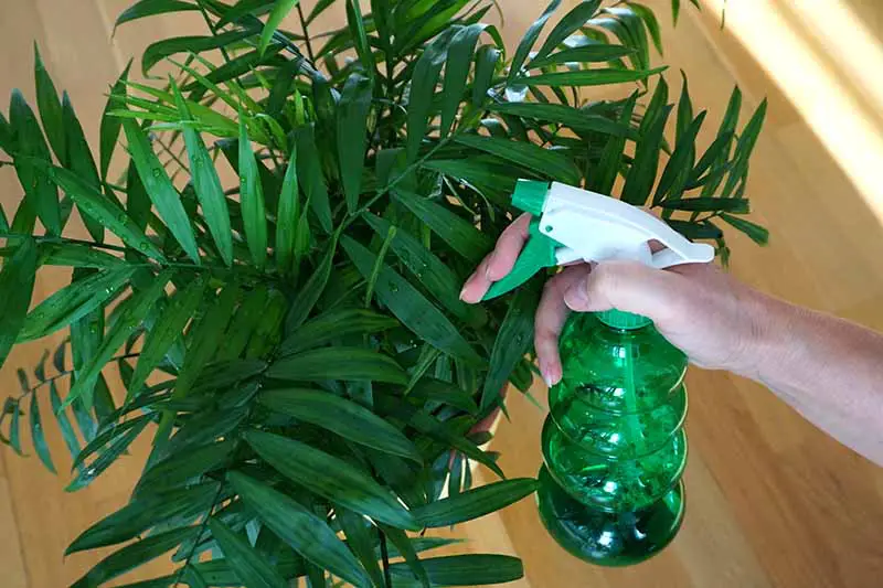 Una imagen horizontal de cerca de una mano desde la derecha del marco usando una botella de spray para rociar las frondas de una palma de salón.