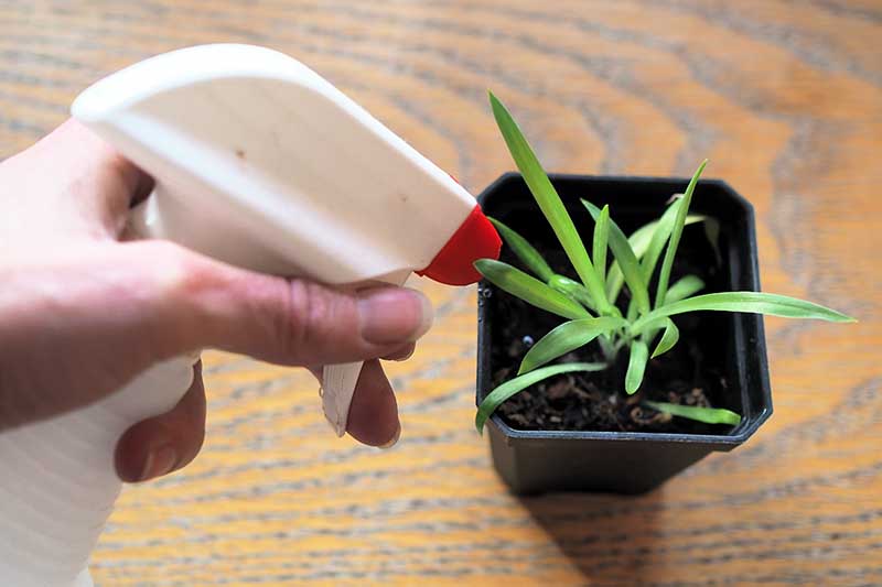 Una imagen horizontal de primer plano de una mano desde la izquierda del marco usando un rociador para regar una planta que crece en una pequeña maceta negra.