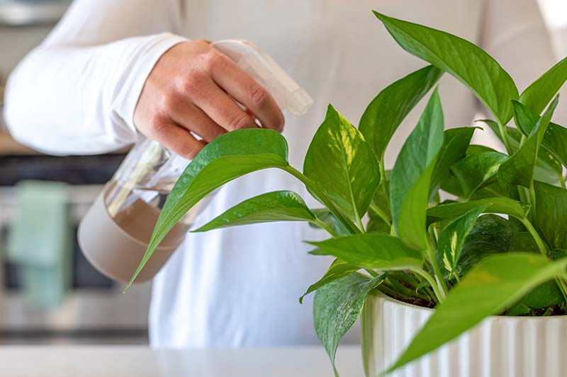 Una imagen horizontal de primer plano de un jardinero que empaña el follaje de una planta de interior.