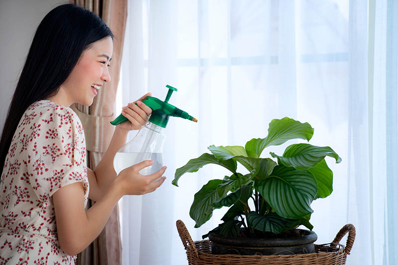 Una imagen horizontal de una mujer a la izquierda del marco usando una botella rociadora para rociar el follaje de una planta de oración que crece en una maceta frente a una ventana.