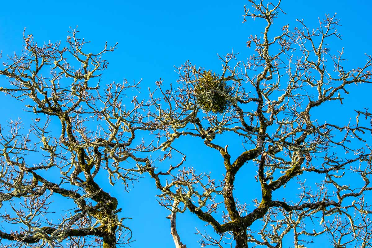 Una imagen horizontal de un grupo de muérdago que crece en lo alto de las ramas de un árbol fotografiado sobre un fondo de cielo azul.