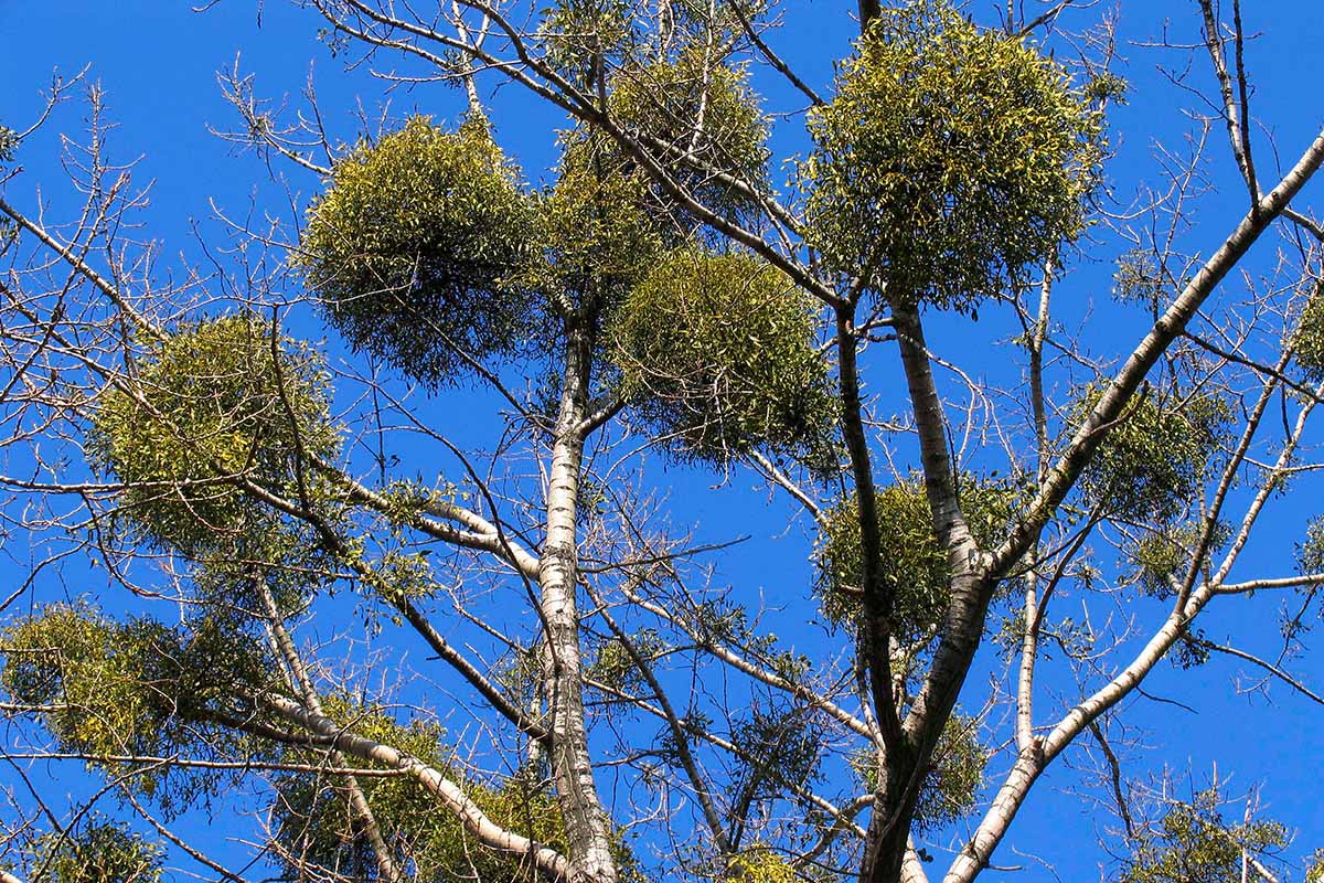 Una imagen horizontal de un árbol con varios grupos de muérdago creciendo en las ramas representadas en un fondo de cielo azul.
