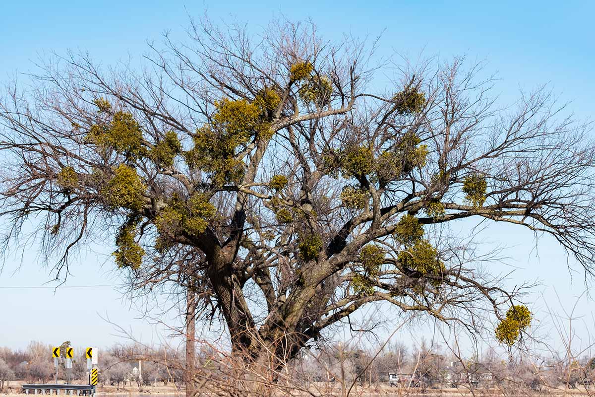 Una imagen horizontal de un gran árbol que crece al lado de la carretera con matas de muérdago creciendo en las ramas.