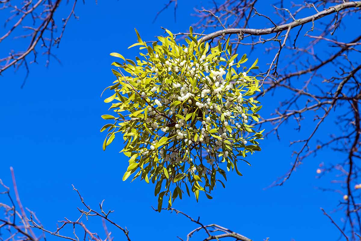 Una imagen horizontal de cerca del muérdago (Phoradendron leucarpum) que crece en la rama de un árbol fotografiado sobre un fondo de cielo azul bajo el sol brillante.