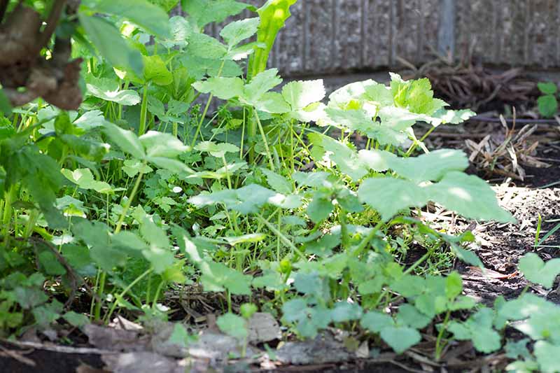 Una imagen horizontal de cerca de un parche de Cryptotaenia japonica, también conocida como mitsuba, que crece en un lugar sombreado en el jardín con una valla de hormigón en el fondo.