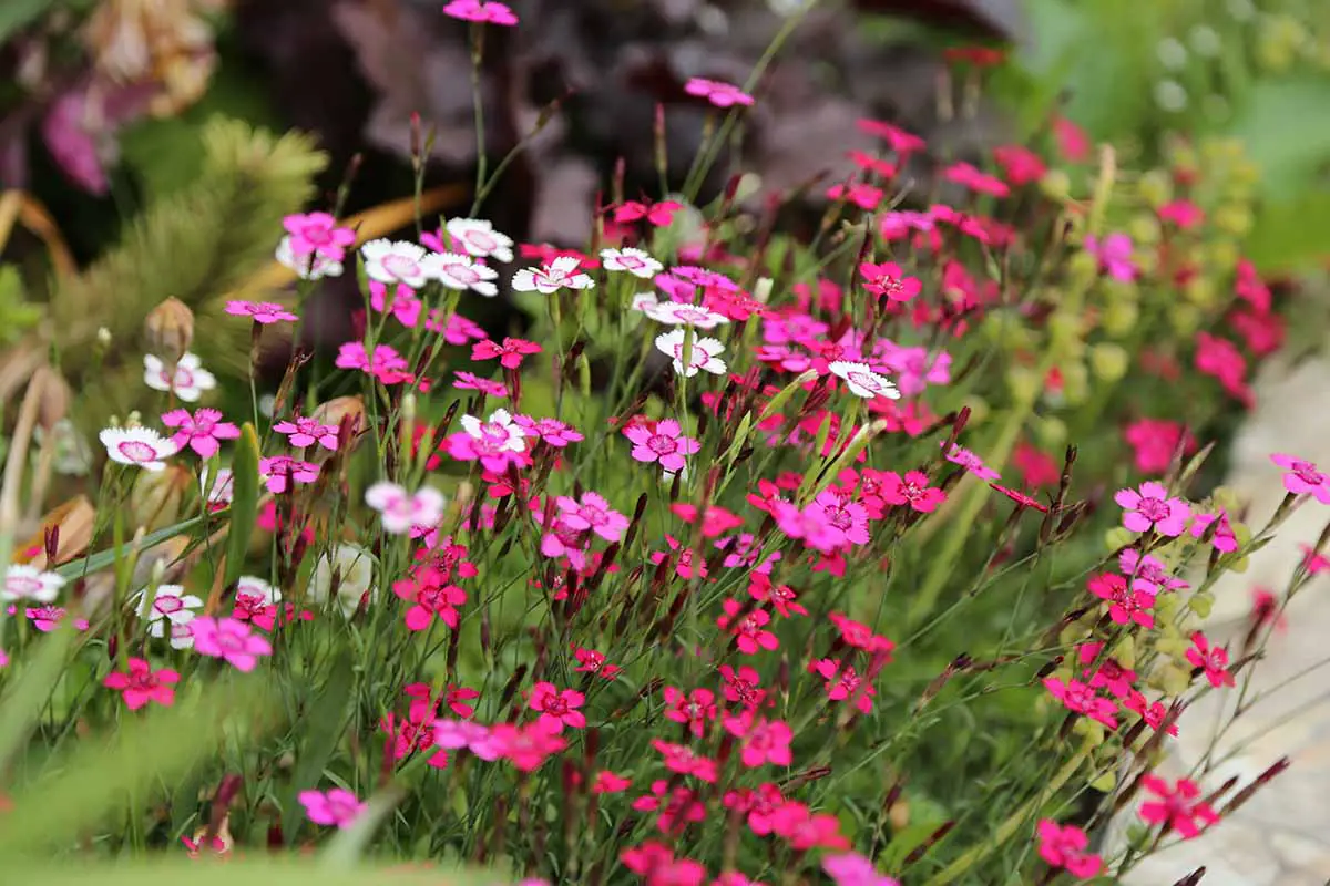 Una imagen horizontal de primer plano de flores de color rosa Cheddar de color mixto que crecen en un borde de jardín.