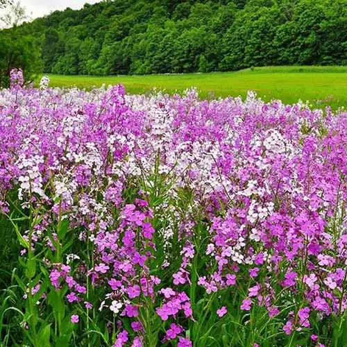Un campo de flores de cohete de dama rosa, púrpura y blanco que crece en un prado, con un campo y árboles en un enfoque suave en el fondo.